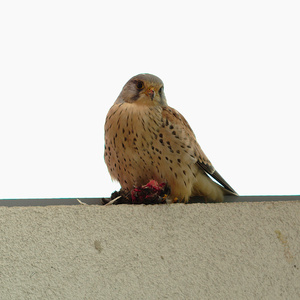 Návštevník na balkóne