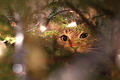 Mačka lesná vianočná