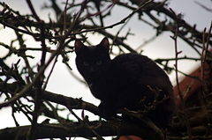 Sedel na konári a bolo mu dobre