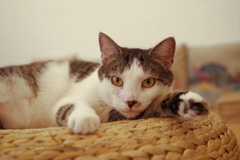 Pelíšek