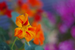 Kapucínka na balkóne