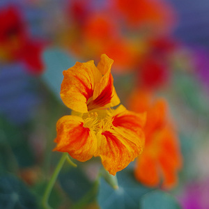 Kapucínka na balkóne