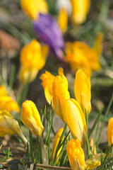 Rožnovská záhradka XI