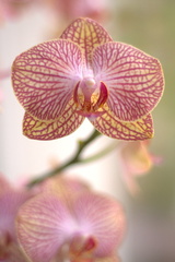Orchidea