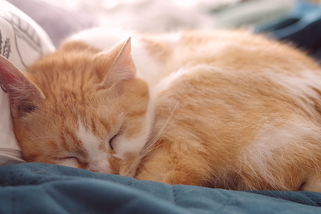 Siesta