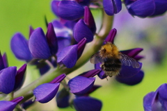 Užitočný zlodej II.