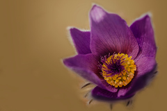 Pulsatilla slavica G. Reuss