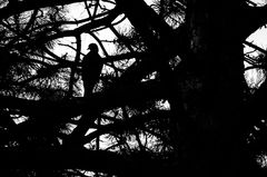 look above