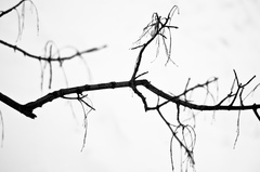 fragile beauty