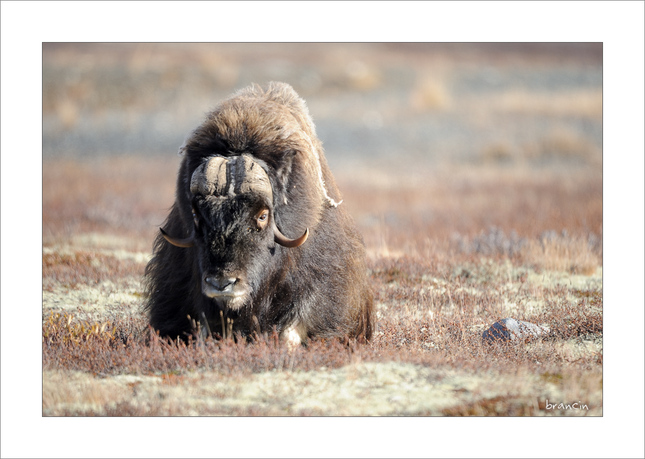 Musk Ox