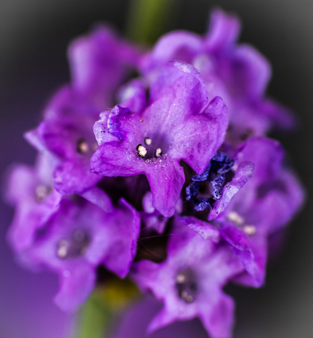 levandula