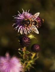 Nedeľná pohoda na kvete
