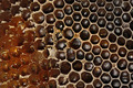 Včelí plast