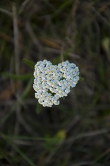 Rebríček obyčajný