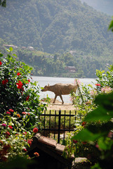 NEPAL_POKHARA_jazero005