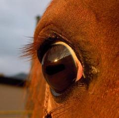 Eye.:)
