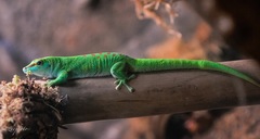 madagascar gecko