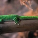 madagascar gecko