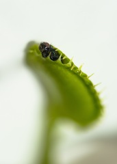dnesny ulovok