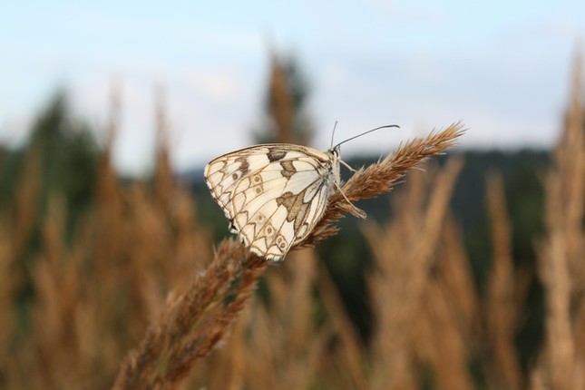 motyl - pozovatel