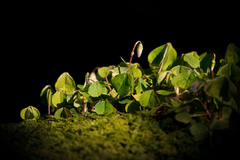 new life