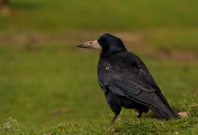 havran čierny - Corvus frugilegu