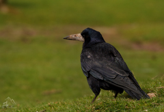 havran čierny - Corvus frugilegu