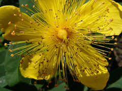 Hypericum
