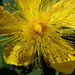 Hypericum