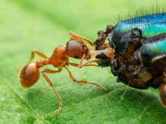 Na večeru bude Hadovka lesklá