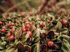 Guľaté pichliače