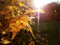 Autumn 2012 I