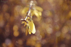 Golden morning