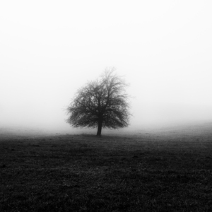 Jedno kalné ráno ...