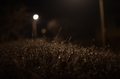 Nocna krasa