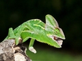 Rango