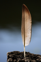 Pierko