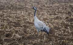 Grus Grus