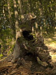 socha lesa
