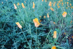 Obklopenie