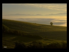 Strom zaliatý ránom
