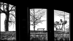 Trilogy of three trees