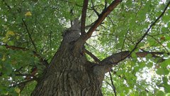 Koruna stromu