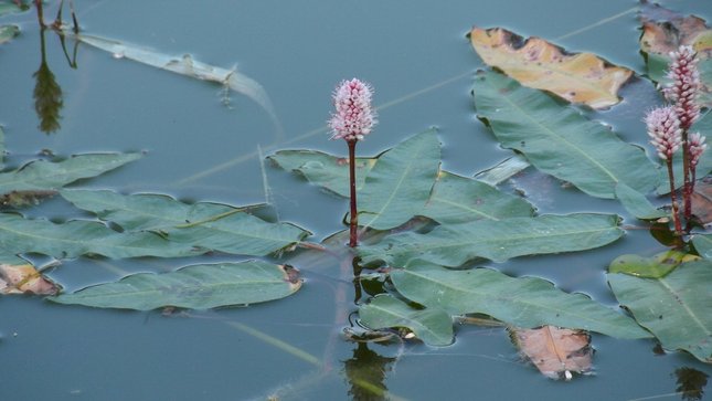 Vodný kvet