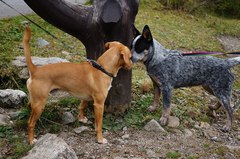 spoznavanie