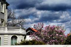 magnolia