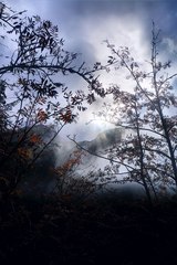 Sun through the fog