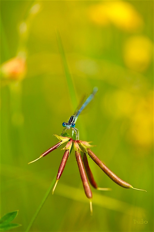 Vážka modrá