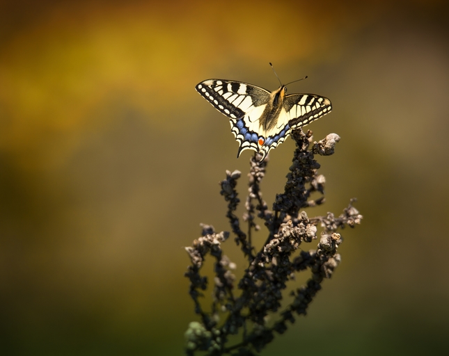 Papilio machaon