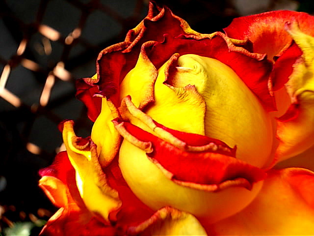 Uväznená ruža
